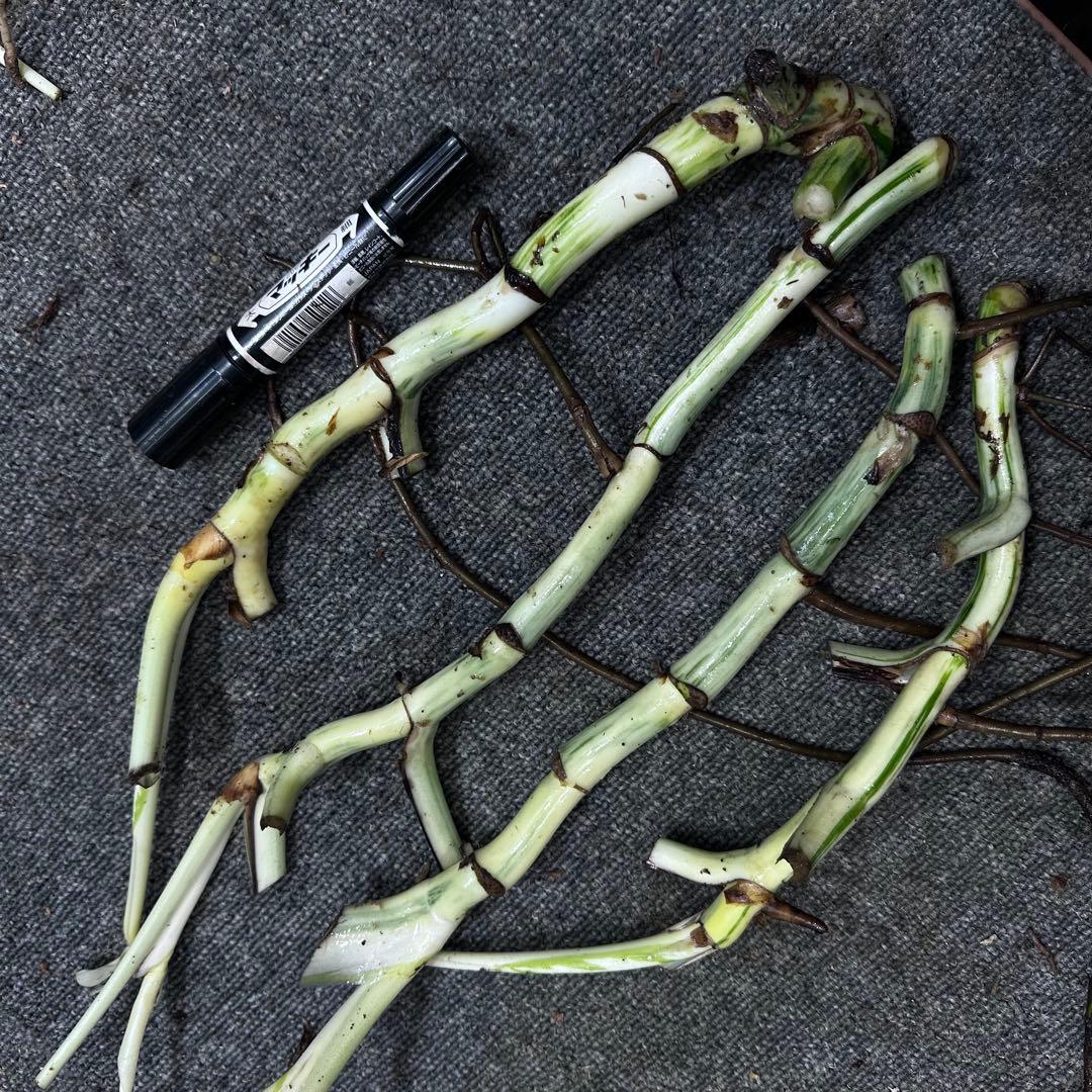 H*I様 斑入りモンステラホワイトタイガー茎4株おまとめ