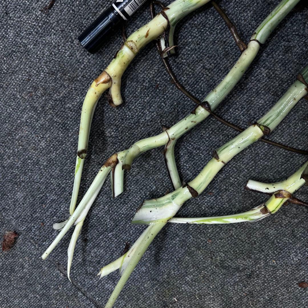 H*I様 斑入りモンステラホワイトタイガー茎4株おまとめ