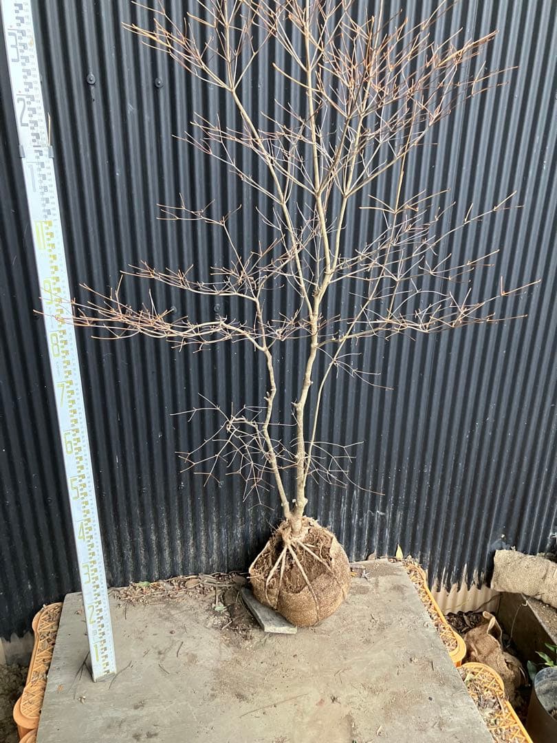 山採り　ドウダンツツジ