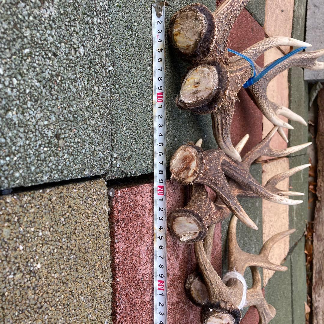 鹿の角 インテリア装飾