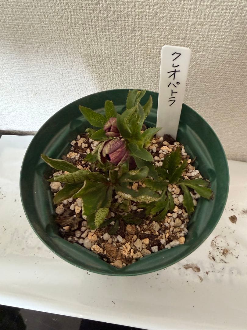 クリスマスマスローズ、クレオパトラ、ダークレッド