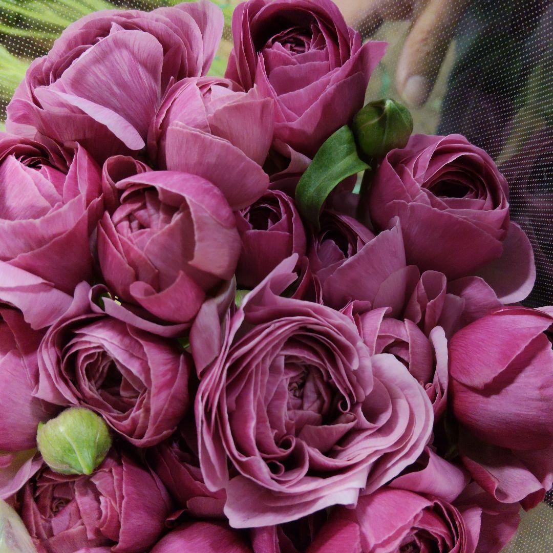 ラナンキュラス 同梱3種 25センチ位各２0本[バラ 切り花 生花]1