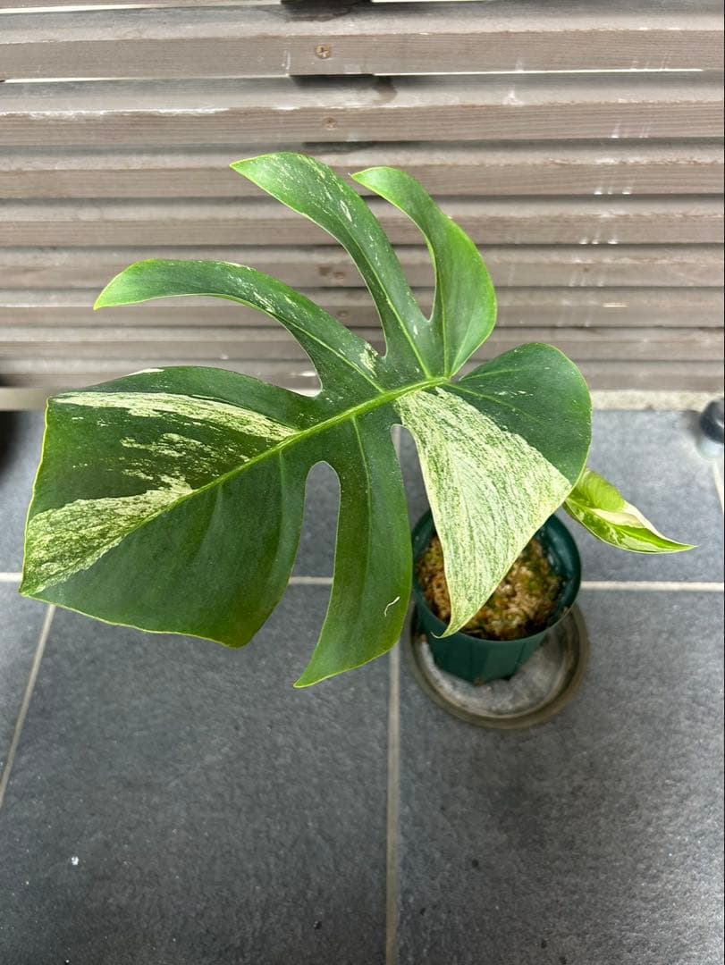 さだはるページ。