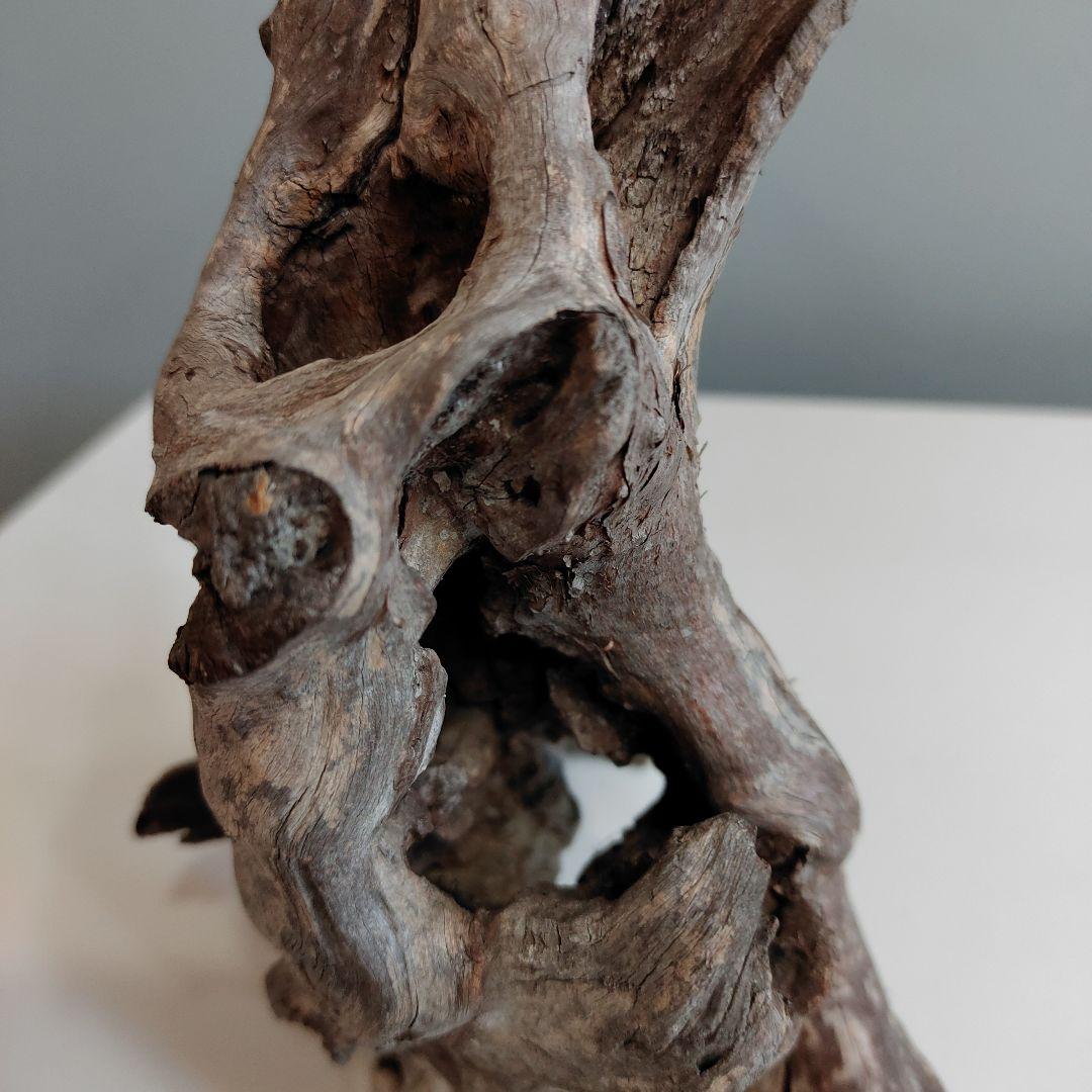 ホーンウッド アクアリウム 爬虫類 登り木 流木 w22×d12×h27