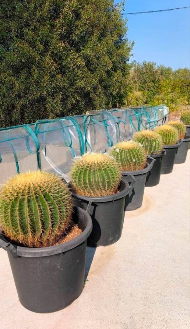 ☆金鯱(キンシャチ)サボテン☆特大15号