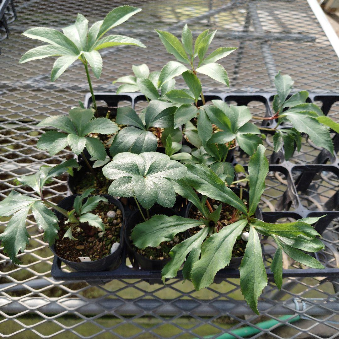 ポンタ　クリスマスローズセット