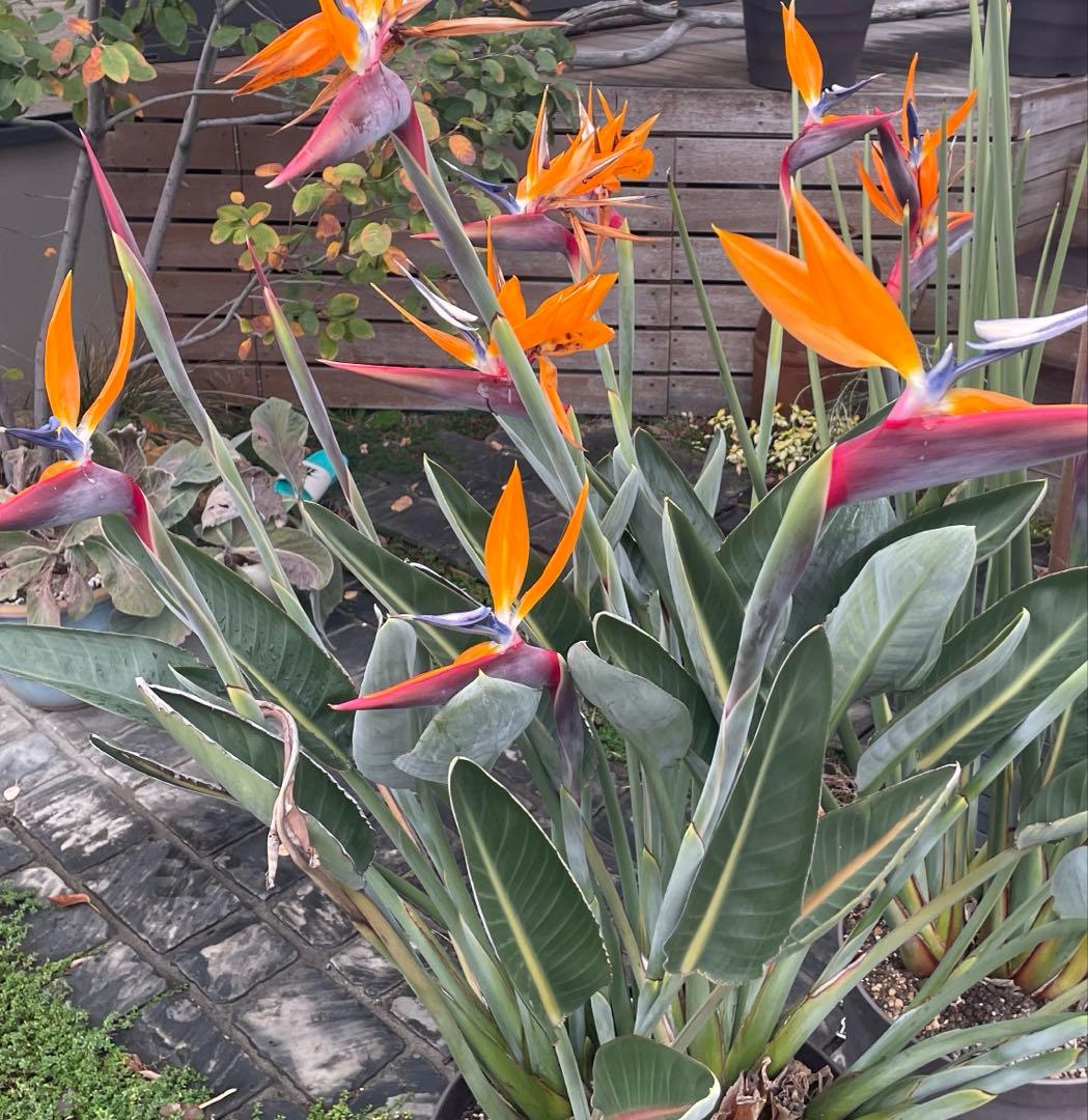 ストレリチア　オレンジプリンス　レギネー　極楽鳥花　ストレチア　沖縄　ハワイ