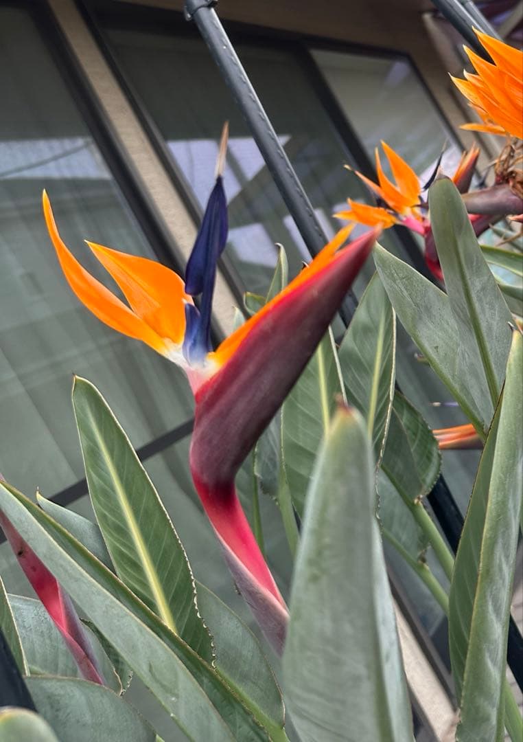 ストレリチア　オレンジプリンス　レギネー　極楽鳥花　ストレチア　沖縄　ハワイ