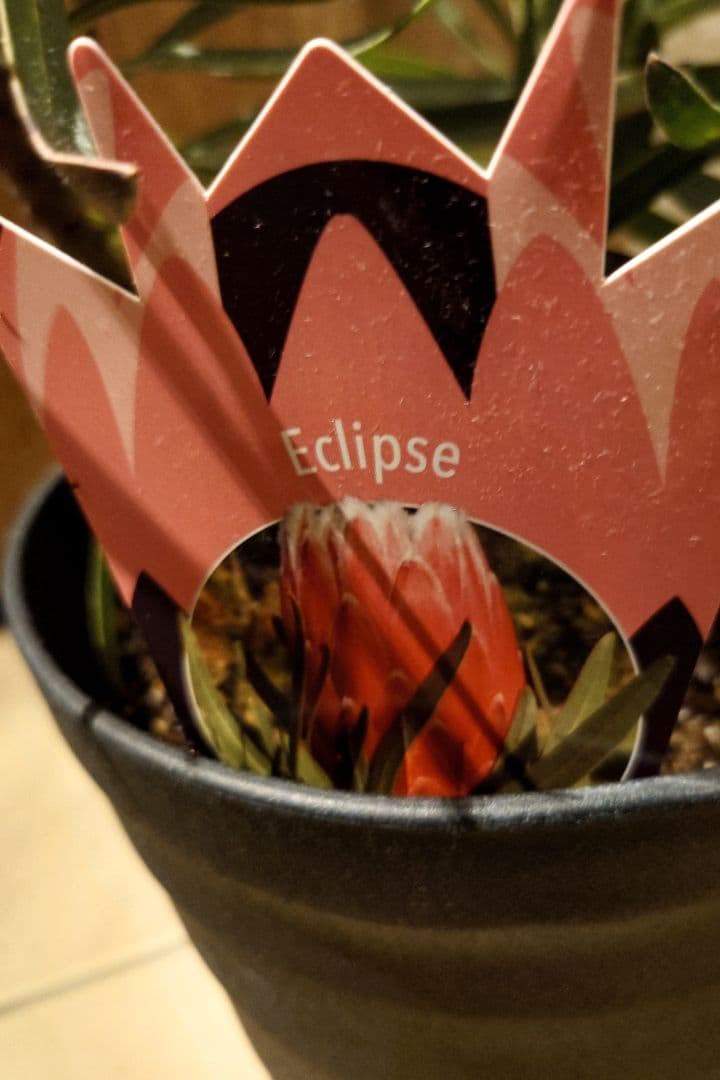 プロテア　エクリプス　7号（バンクシア、グレビレア、リューカデンドロン）