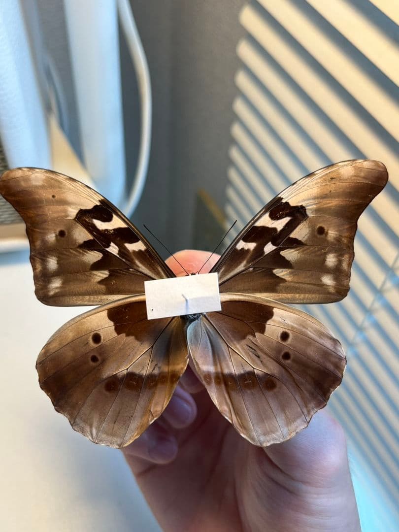 【極美個体】レテノールモルフォ蝶 蛾ピカソモスモルフォチョウ昆虫標本