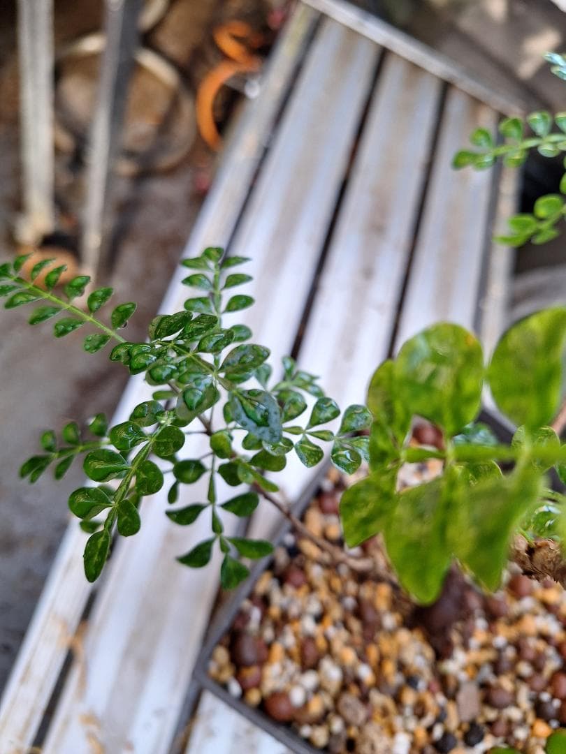 珍品　オペルクリカリア パキプス 　斑入り 最終値下げ