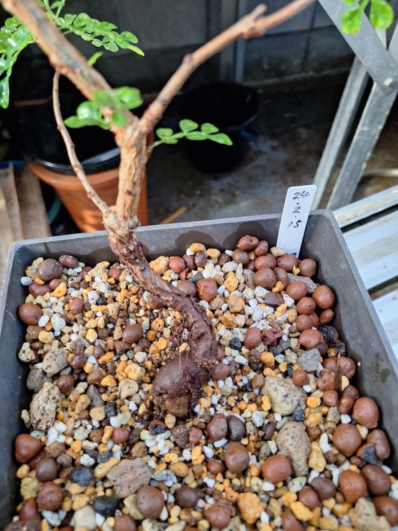 珍品　オペルクリカリア パキプス 　斑入り 最終値下げ