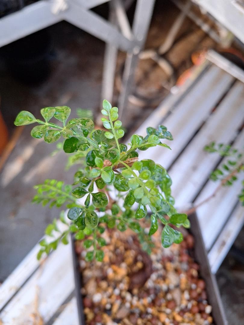 珍品　オペルクリカリア パキプス 　斑入り 最終値下げ