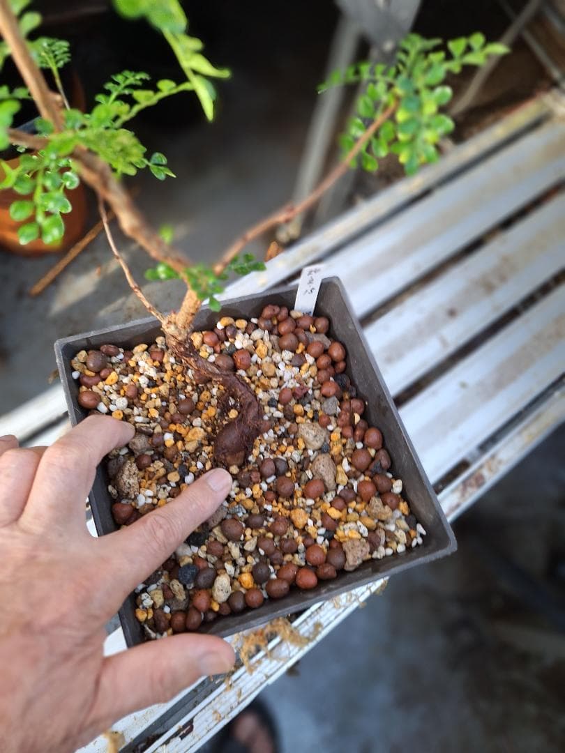 珍品　オペルクリカリア パキプス 　斑入り 最終値下げ