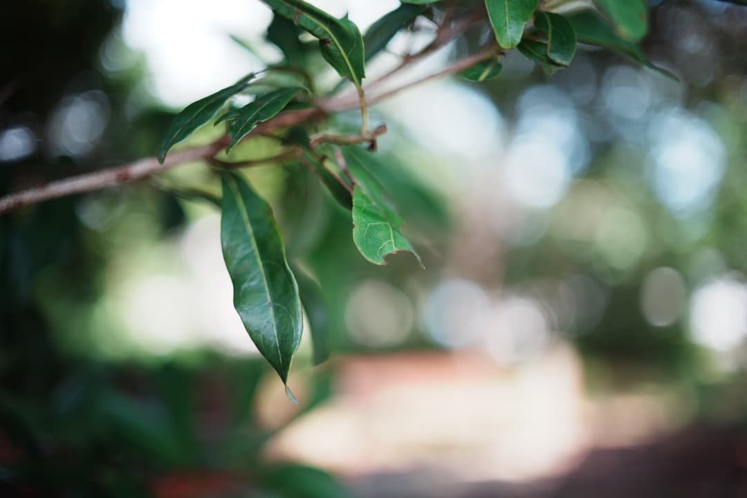 【整備＆テスト済 希少】動作◎ ミノルタ New MD 35mm F1.8 43