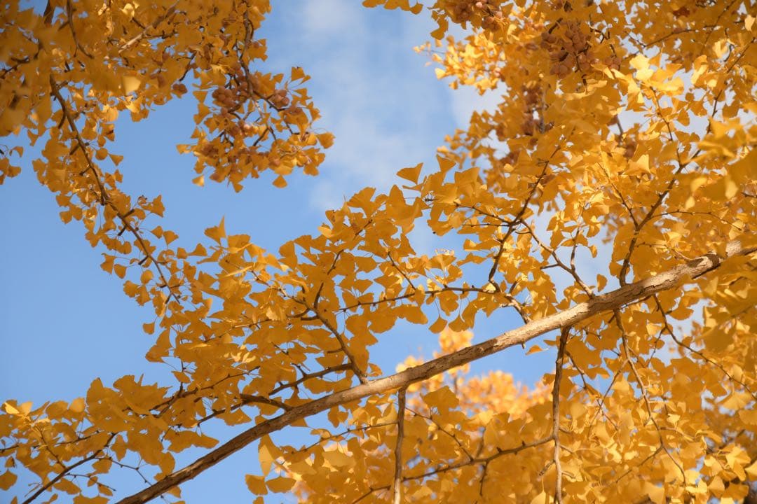 美品TAMRON SP 17-50mm F2.8 Di II VC Nikon用