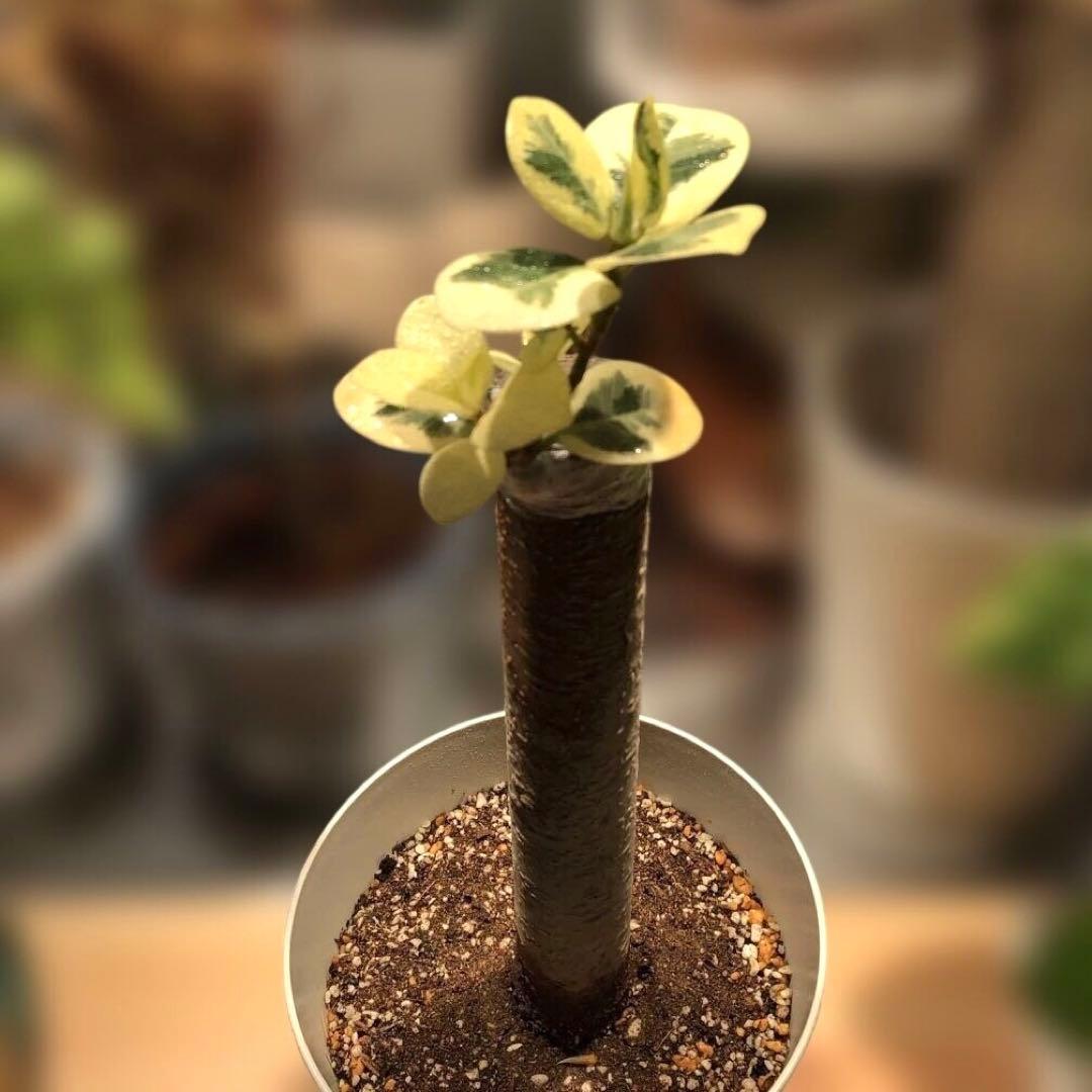 【完全白葉】パンダ　ガジュマル　白斑強め　5号　接木