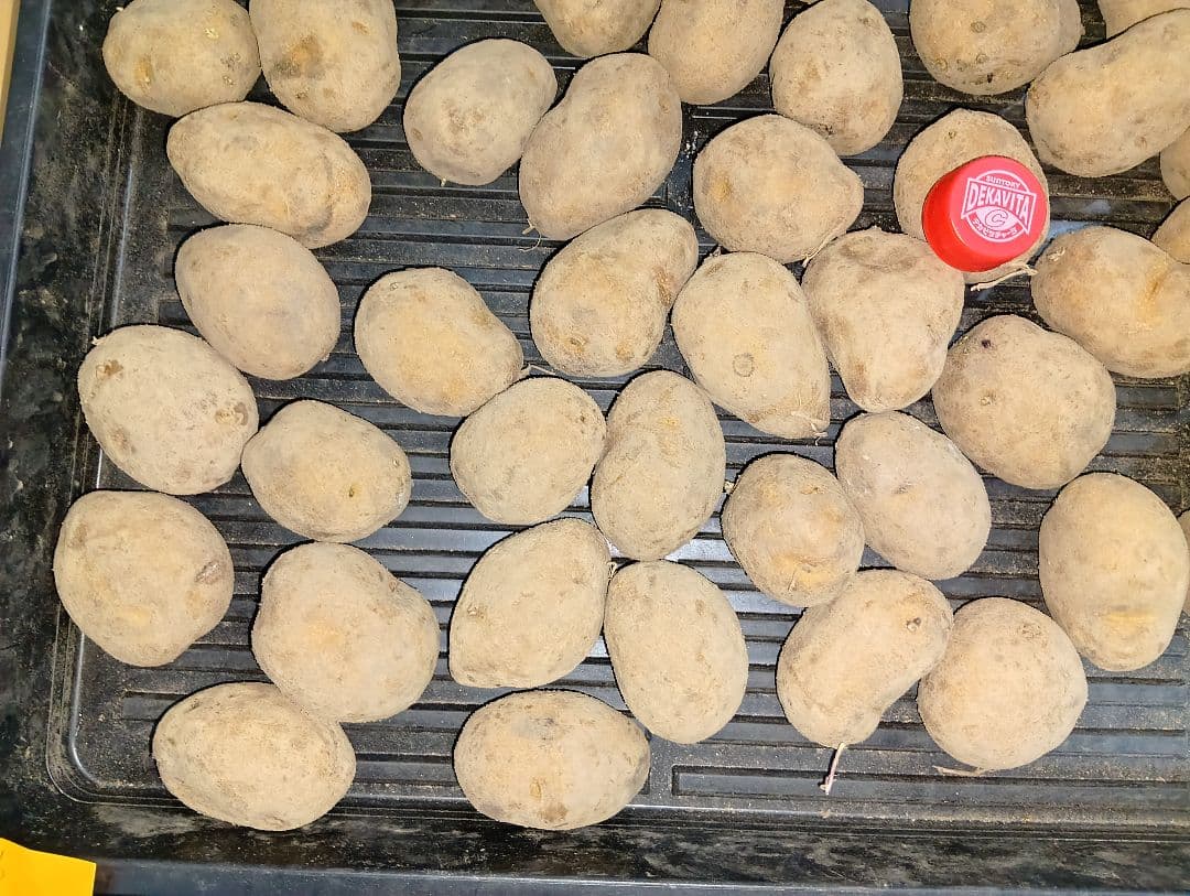 10kg m207 インカのめざめ 種芋