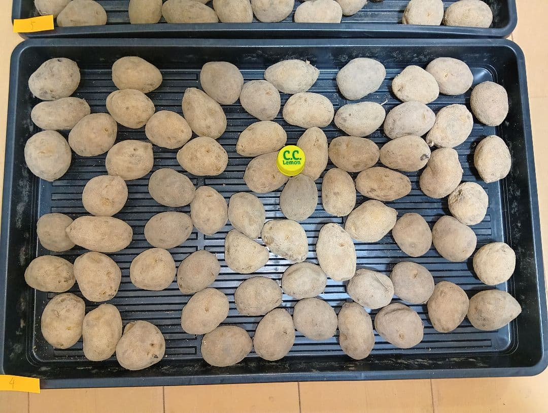 10kg m207 インカのめざめ 種芋