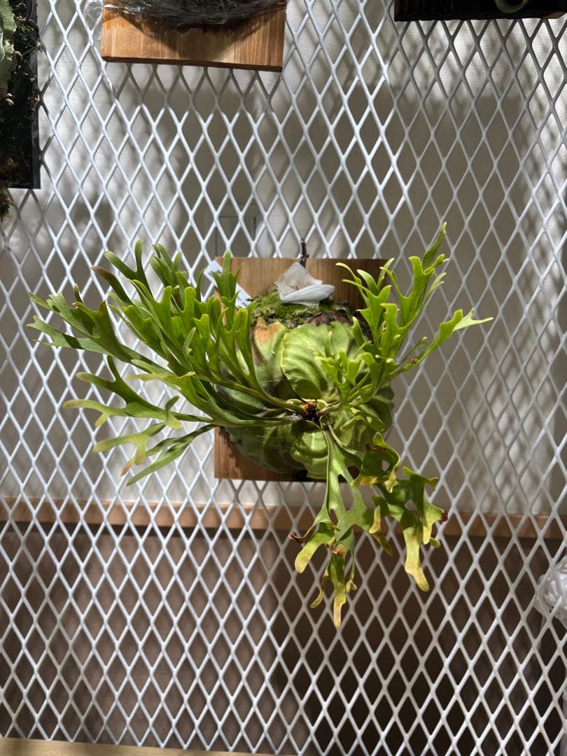 リドレイ　Platycerium ridleyi pakarang 親株サイズ