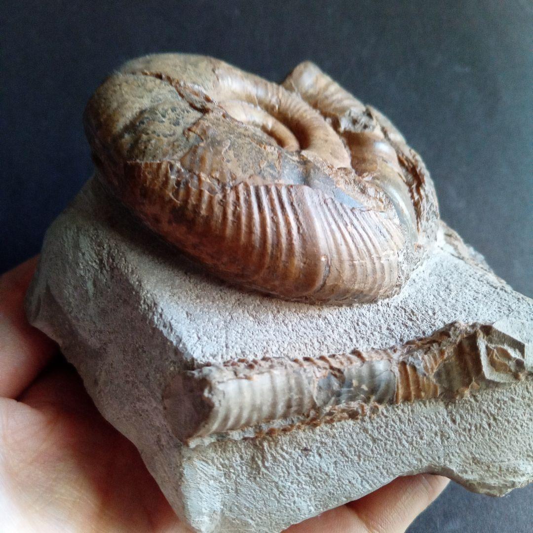 アンモナイト　日本産　北海道　極美麗　クリーニング最高