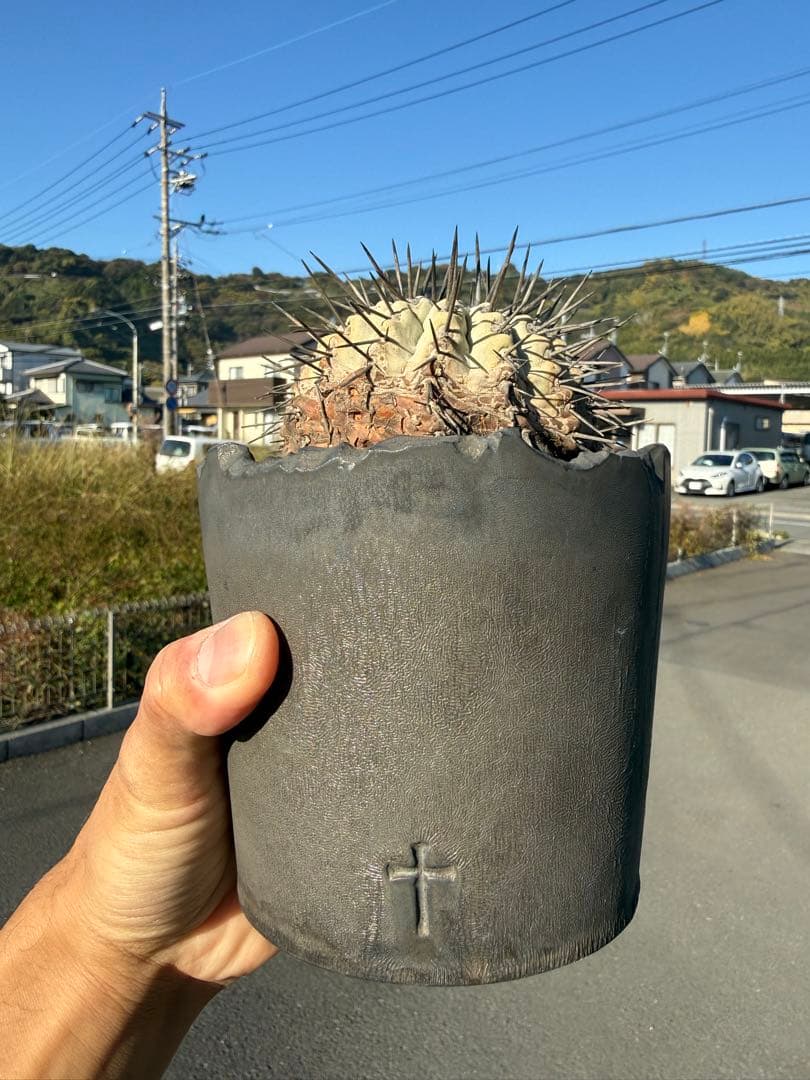 黒王丸　シネレア　コピアポア　copiapoa 強刺　コレクション株　鉢付き