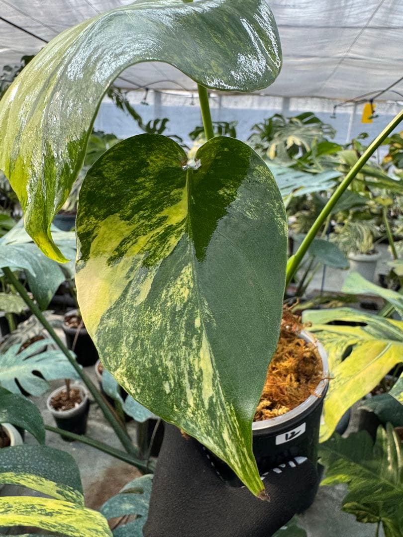 12モンステラ　イエローマリリン　黄斑入り