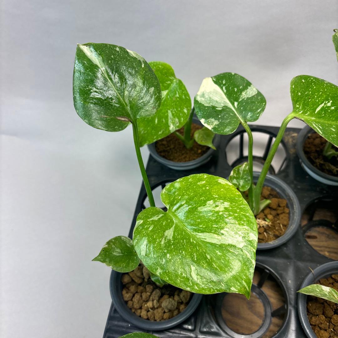 壱*）様 訳あり10株セットms75【特別選抜】モンステラ・タイコンステレーショ