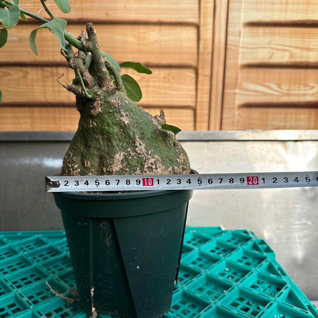 アデニア　スピノーサ　約15cm 発根済み　現地球