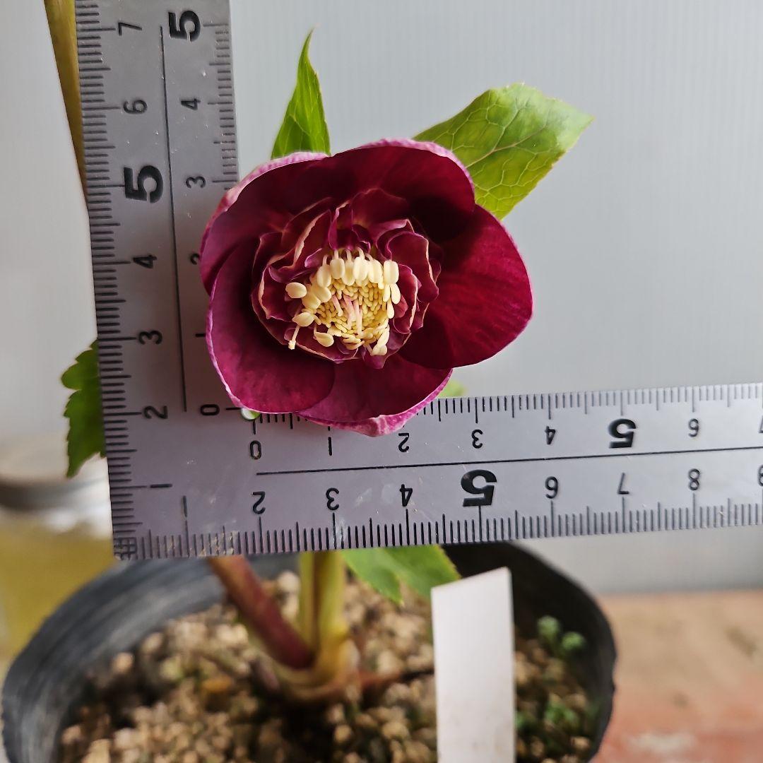 ㉖-499クリスマスローズ