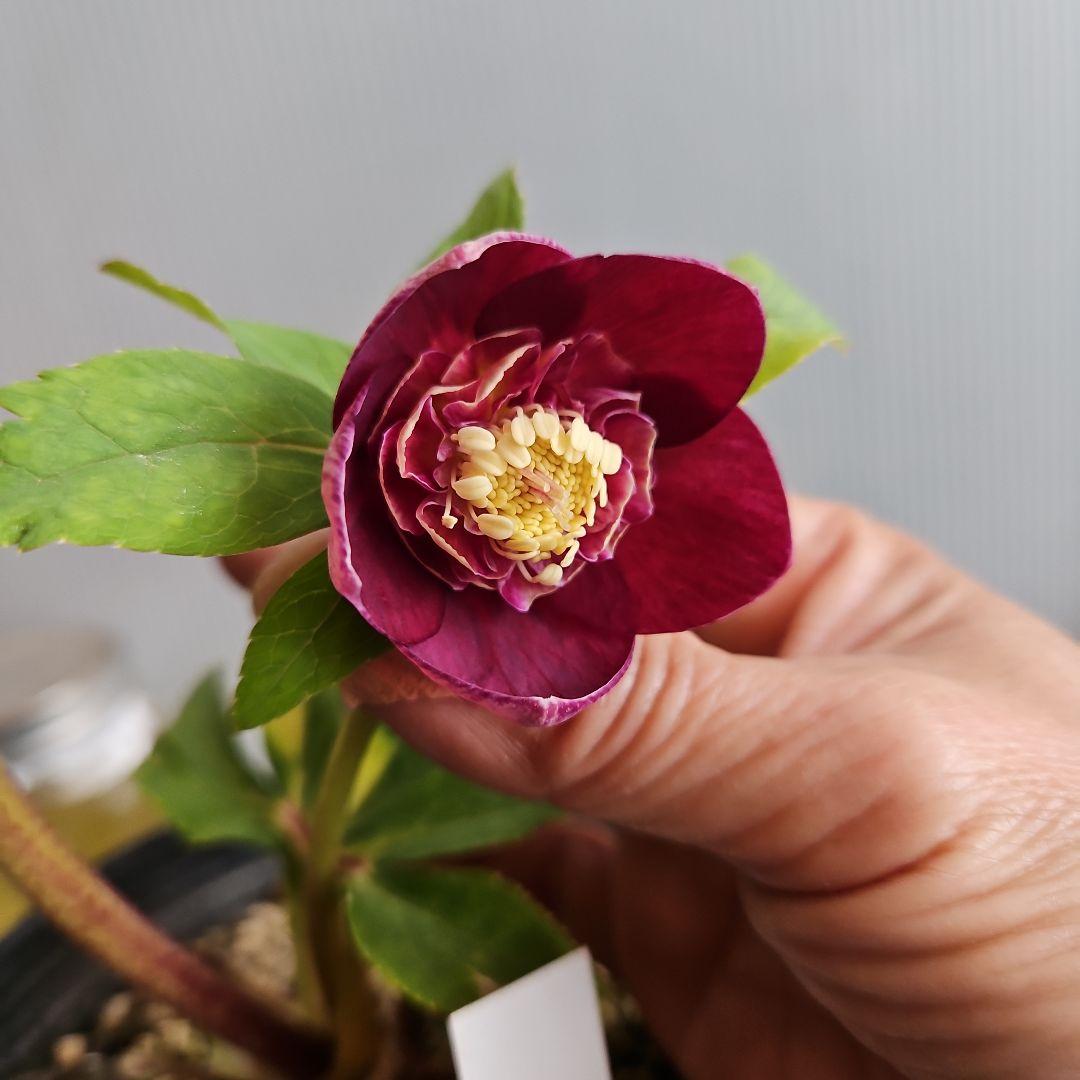 ㉖-499クリスマスローズ