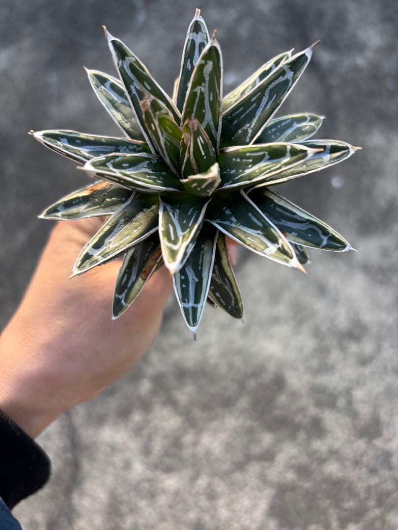 アガベ　姫笹の雪　白外斑入