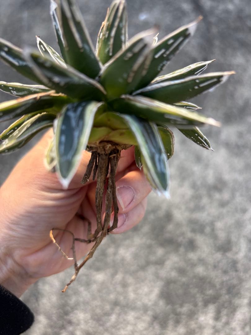 アガベ　姫笹の雪　白外斑入