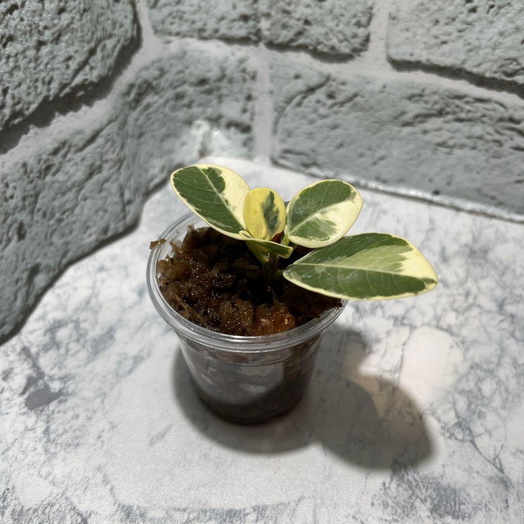 a*u様 パンダガジュマル　斑入り　枝挿し　発根済み