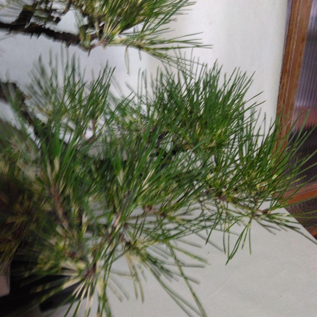 ジャノ芽松盆栽 2025年8月28日 超珍品、大幅値下げ。黒松、赤松、五葉松、