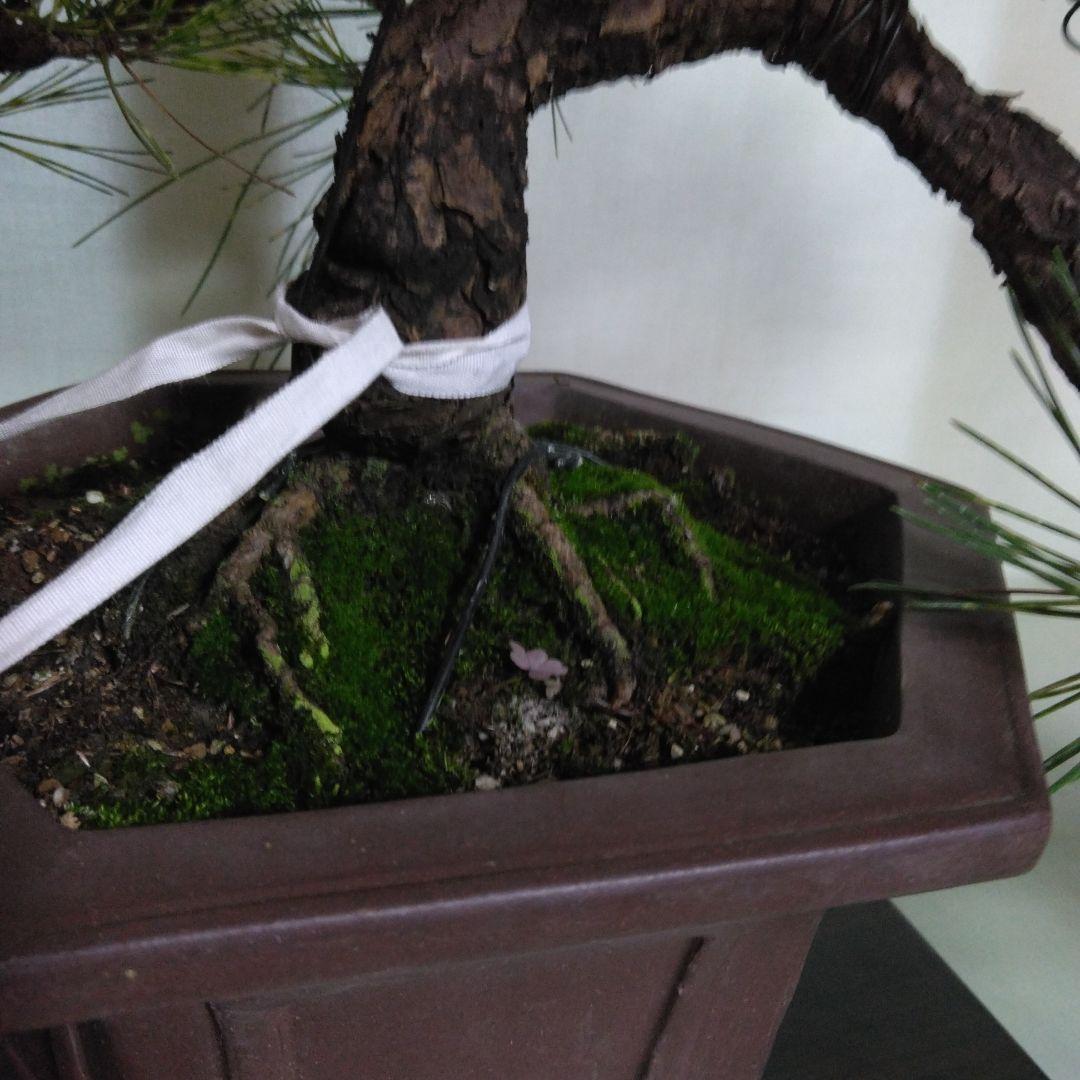 ジャノ芽松盆栽 2025年8月28日 超珍品、大幅値下げ。黒松、赤松、五葉松、