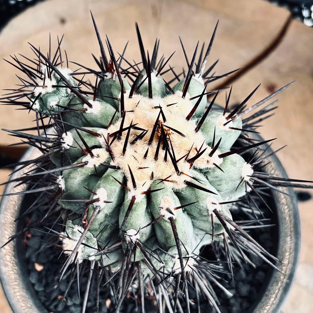 短期間限定超特価！ 現地株 コピアポア シネレア 黒王丸 田中元将 作家鉢