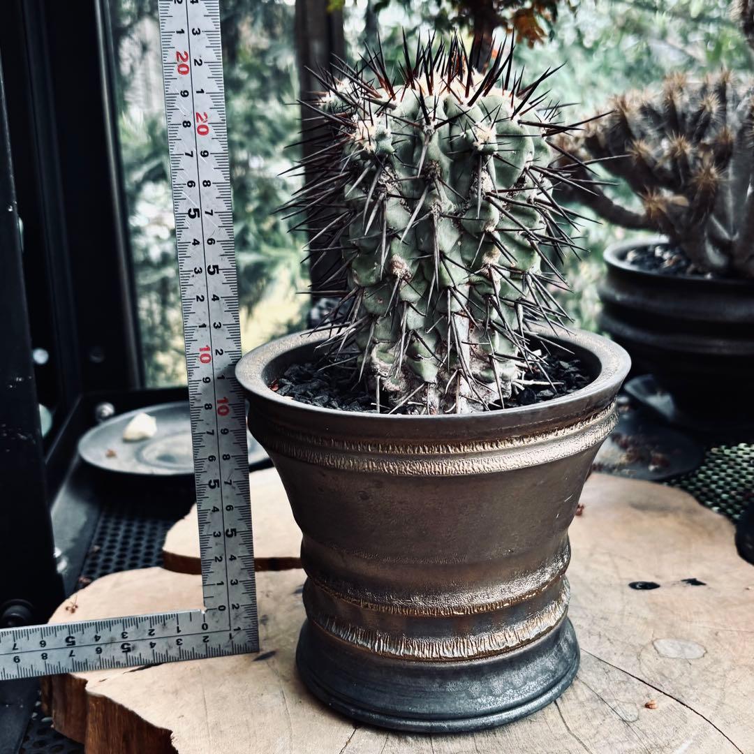 短期間限定超特価！ 現地株 コピアポア シネレア 黒王丸 田中元将 作家鉢