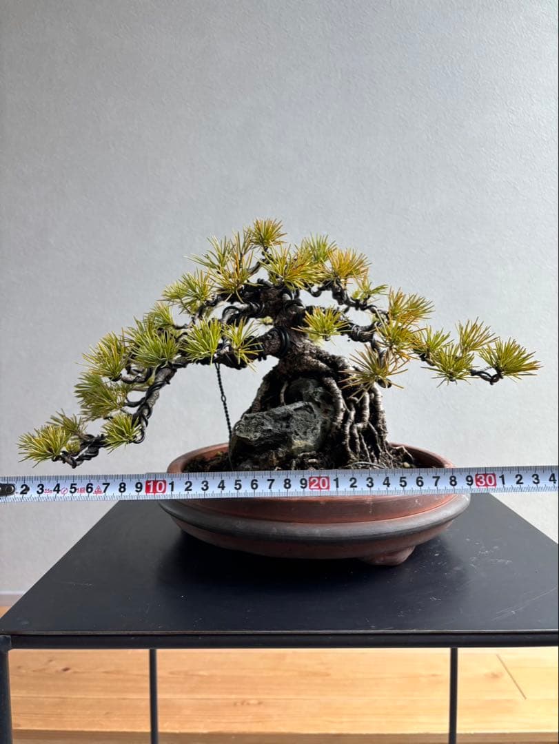 五葉松　盆栽　模様木　石付き　根上がり　樹齢25年