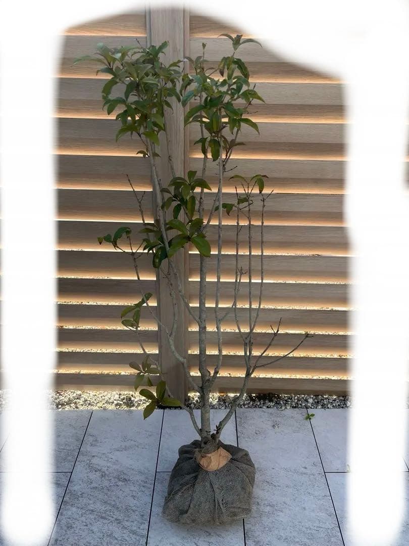 アオダモ　約：220cm　と　金木犀　約：140cm　まとめ売り