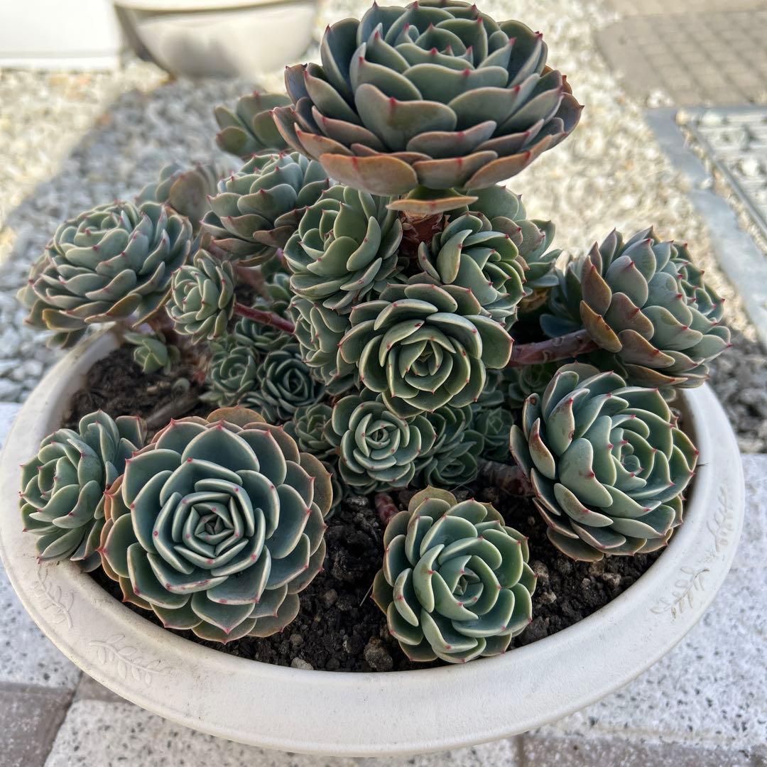 多肉植物 エケベリア 七福神 (鉢付き)