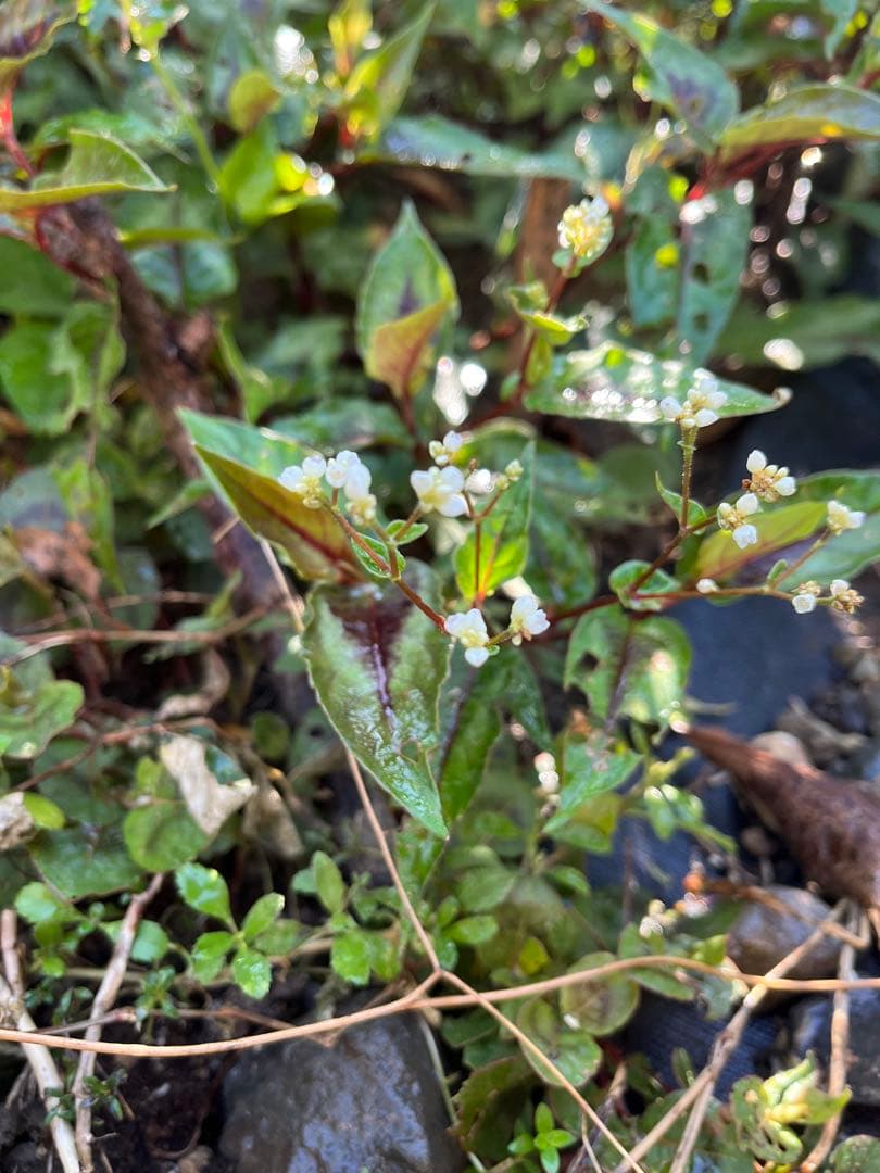 受付用　ペルシカリアレッドドラゴン苗