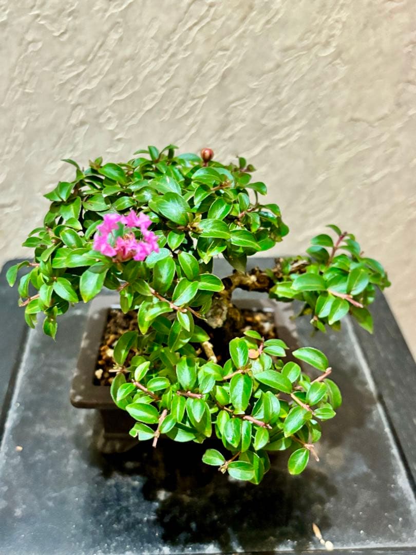 樹高8㎝極姫性百日紅　サルスベリ　小品盆栽　真柏　黒松　五葉松　紅葉　梅　桜