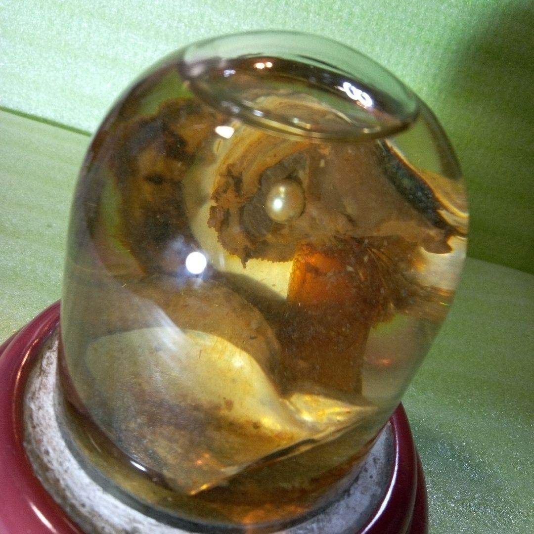 ①Dynamic Aquarium　②真珠貝　ガラスドーム　①②セット　おまとめ