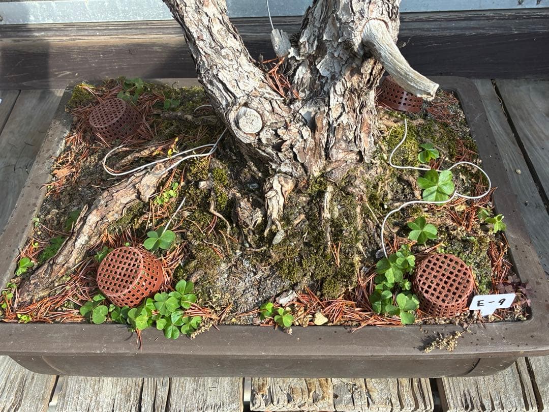 S*i様 ★盆栽★ 赤石五葉松　E- 9樹齢100年以上　★愛媛県より発送★