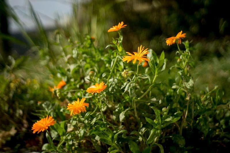 30　美品　初期型　ジュピター 8 　2/50 L39アダプター付