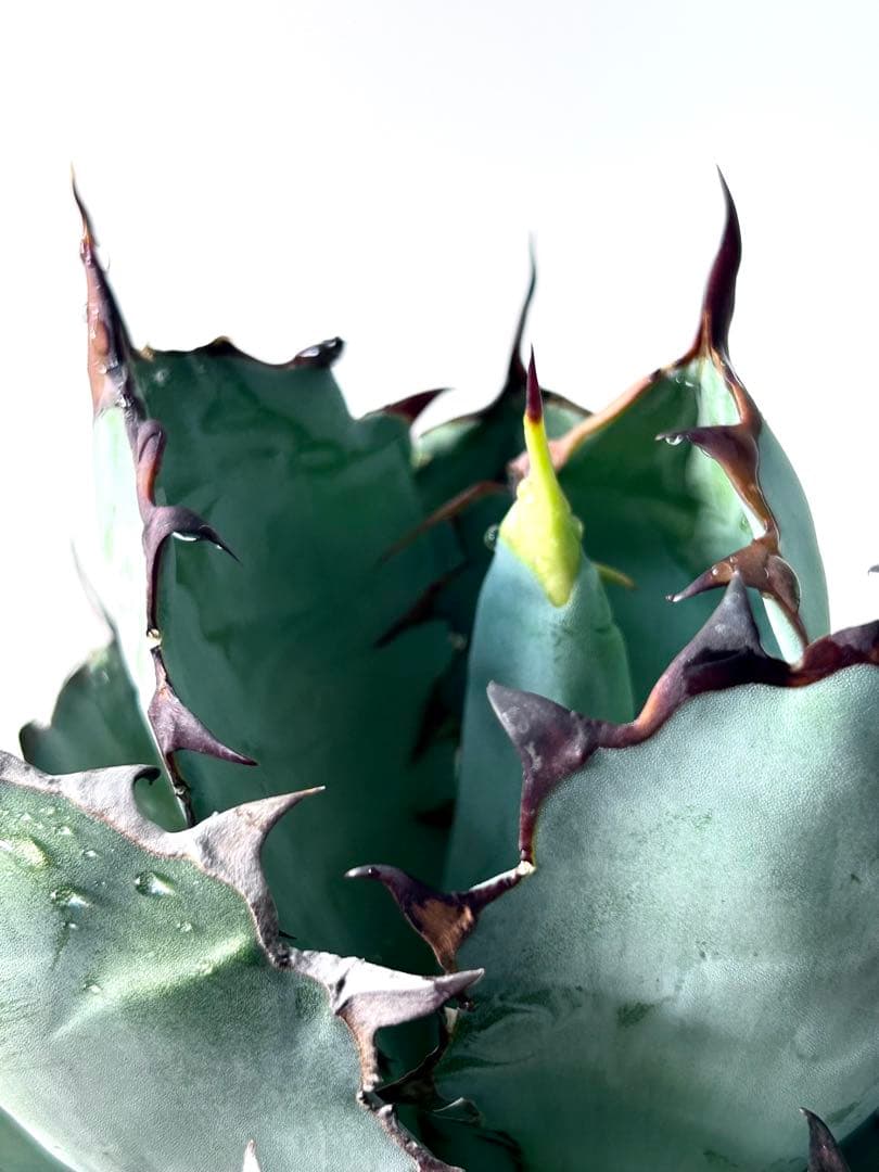 【コレクション、大株】アガベ　ブラックアンドブルー ボールタイプ　No.14