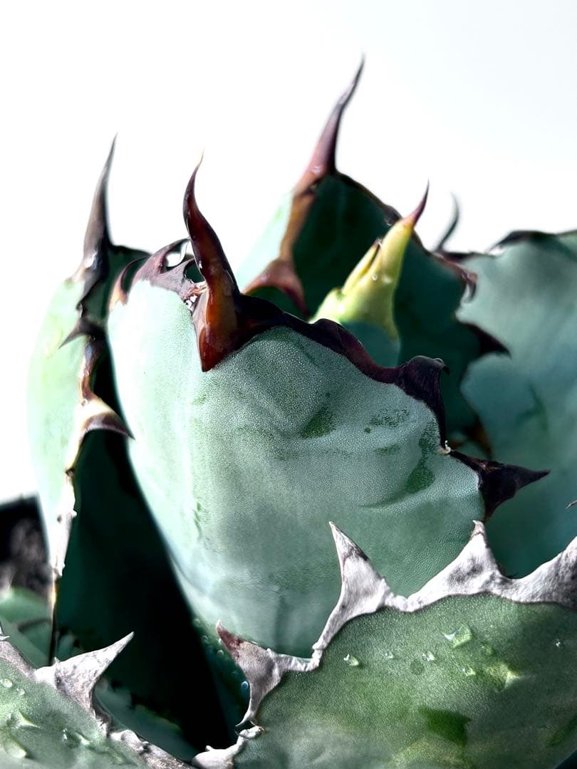 【コレクション、大株】アガベ　ブラックアンドブルー ボールタイプ　No.14