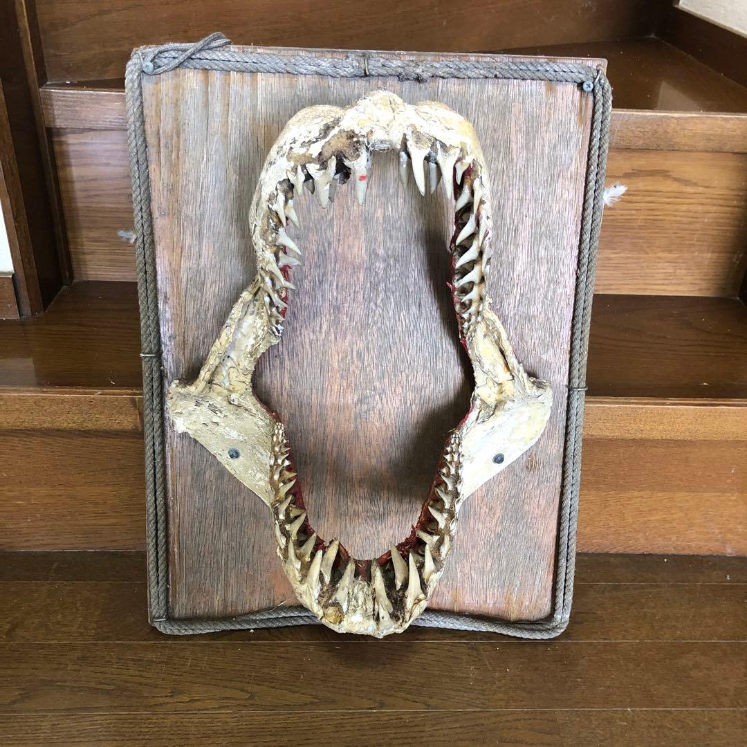 ホオジロ鮫の顎骨格標本￼