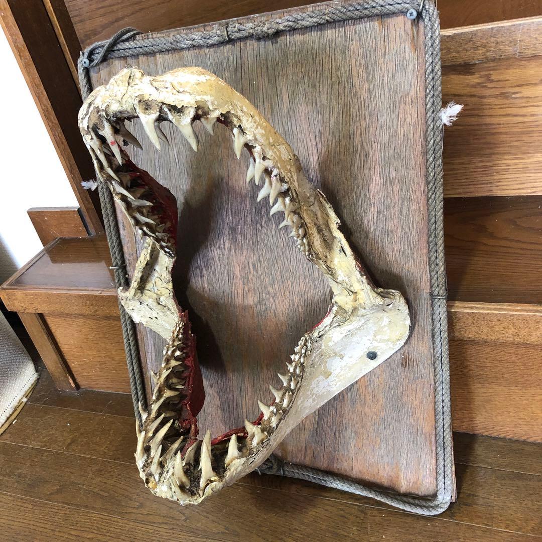 ホオジロ鮫の顎骨格標本￼